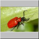 Lilioceris lilii - Lilienhaehnchen 01.jpg